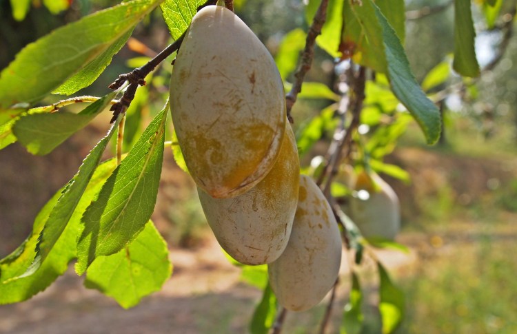 We didn't know what these were when we ate them, but turns out they're fresh prunes! 