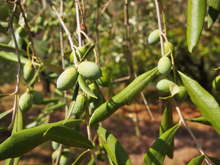 These olives will be ready for harvest in October. Then, they'll be used to make olive oil.