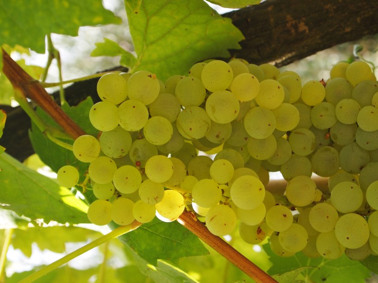 Grapes! These ones are being saved for Nonna to make grape cake. 