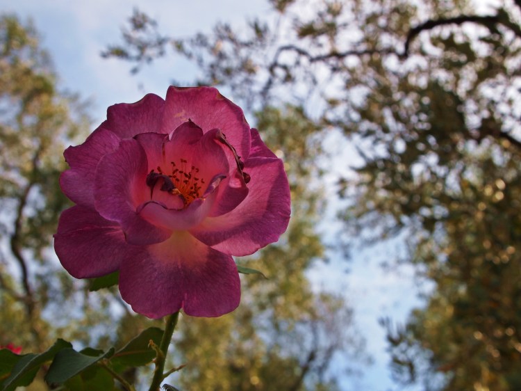 There were roses everywhere!