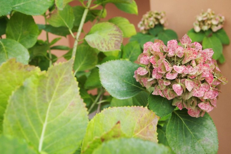 Looks like they have hydrangea's in Italy, too. 