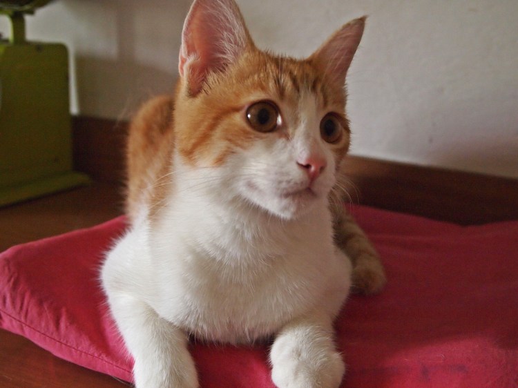 Nonno and nonna are cat sitting while their other daughter is on vacation, so we got to meet this little guy, too!