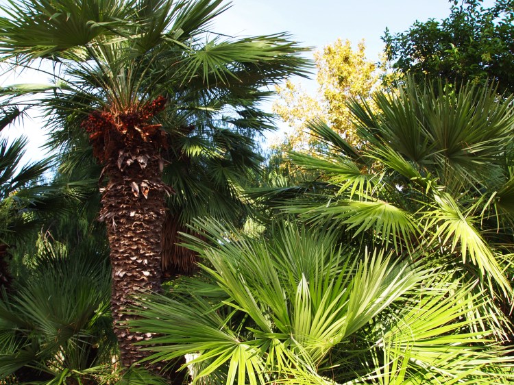 Sicily is on the 37th parallel north, meaning that it has the same longitude as the Virginia/North Carolina border. That explains the warm-weather ecosystem! 