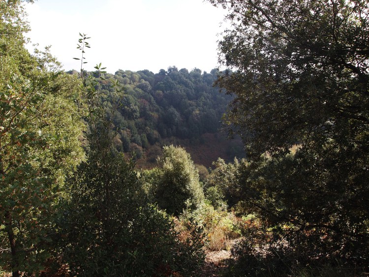 If you look closely, you can see that there is a bowl-like dip in the trees. That's the crater! Once, an entire village lived in there, but moved out when it became much more convenient to live in the city. 