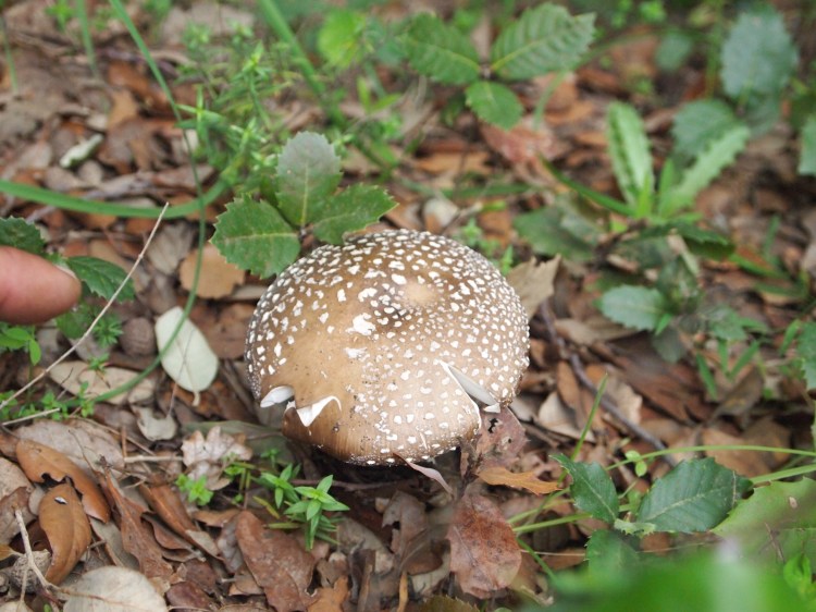 Certain types of mushrooms grow incredibly well in volcanic soil. We saw many locals out with baskets and bags collecting them. This is a poisonous variety, though - definitely not for eating! 