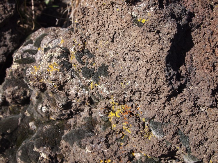 We learned about the different lichens that begin to take over the rocks. They're the first plants back after the eruptions, only later can larger plants grow. 