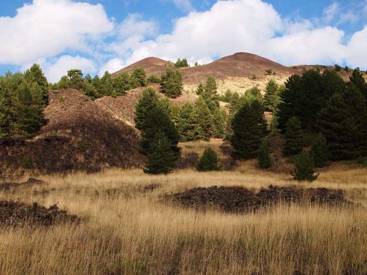 What an interesting landscape. Only the toughest plants can survive here. 