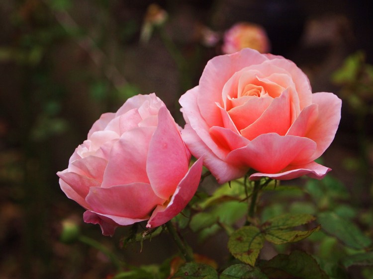 My favorite flowers in my favorite color - I knew I liked this country! These were growing in the Princess Street Gardens.