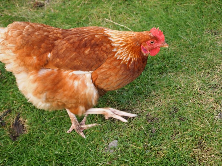 Dingle Peninsula, Slea Head